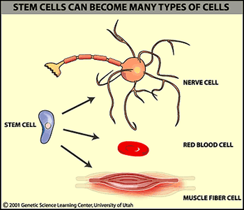 stemcelltypes